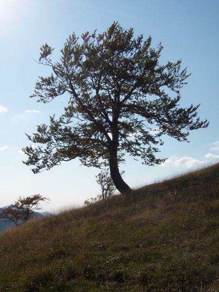 na fotce: strom (nebo to snad někdo nepoznal?)