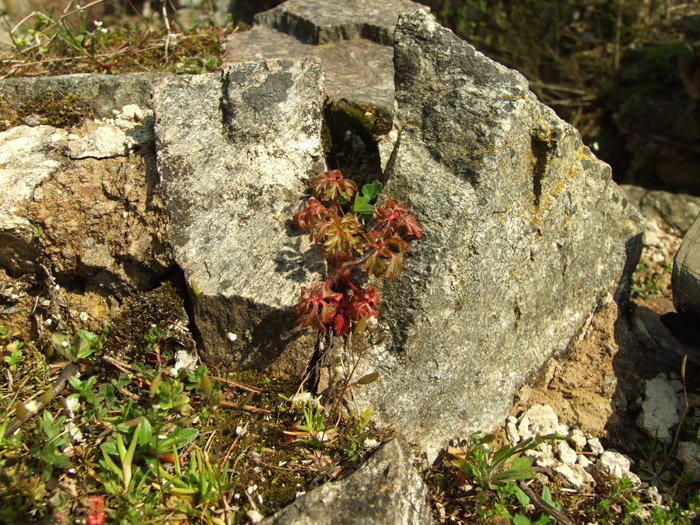 na fotce: skalka