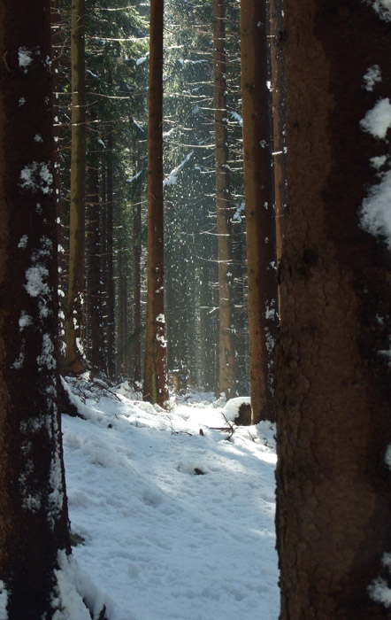 na fotce: průhled