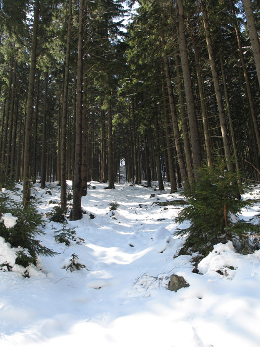 na fotce: průsek nahoru na Koberštejn