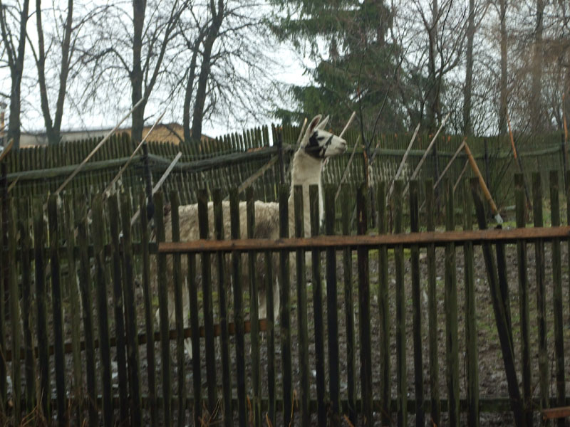 na fotce: lama nesoutěžila